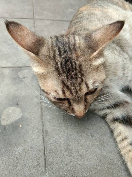 istock Cute and lively house cats 1188826085