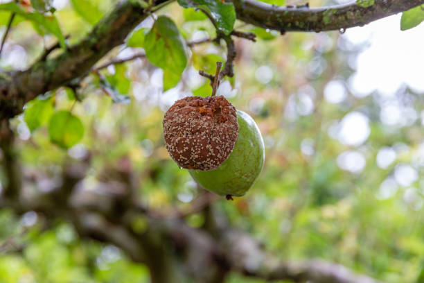 Apple tree fruits and leaves infected by Alternaria mali desease. Orchard problems