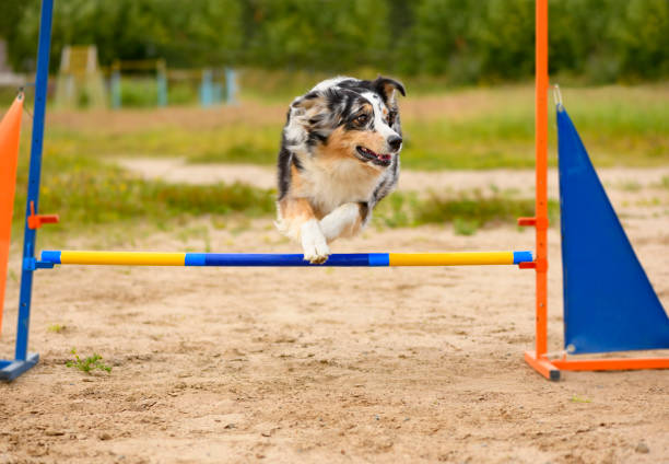 istock The Australian Shepherd is jumping through the single barrier. 1188827424