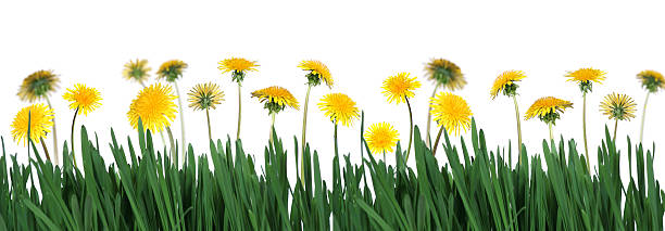 Green grass and dandelions stock photo