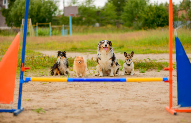 Four dogs of different breeds are on the training ground.