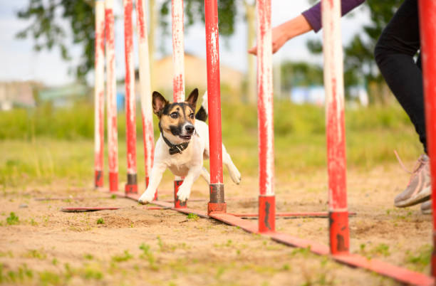 der jack russell terrier überwindet den slalom. - action dog outdoors animal trainer stock-fotos und bilder