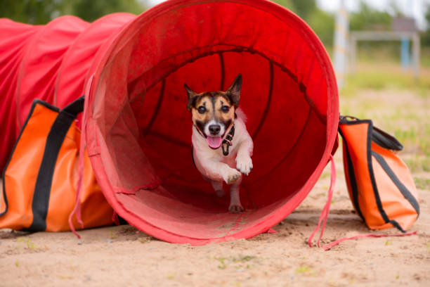 The Jack Russell Terrier is exiting the red tunnel.
