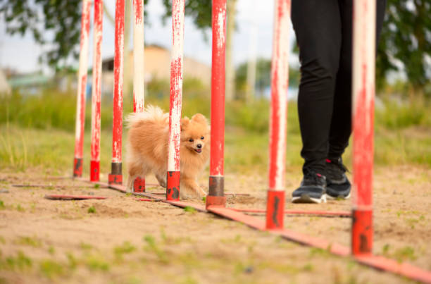 o cão pomerânia está superando o slalom. - snowboarding snowboard teenager red - fotografias e filmes do acervo