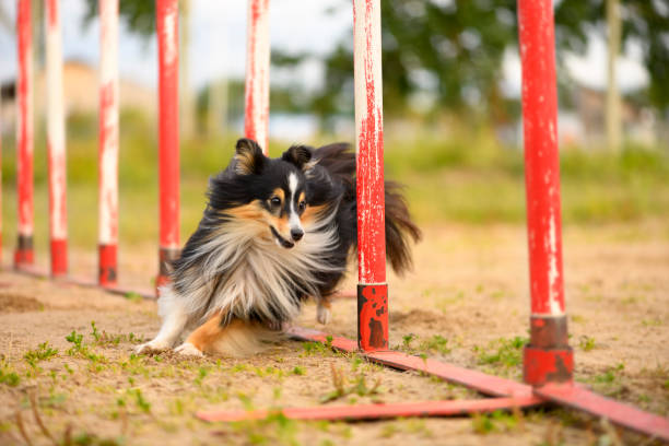 istock The Sheltie is overcoming the slalom. 1188828205