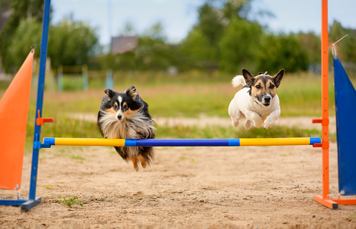 Dos perros están en el campo de la agilidad. photo
