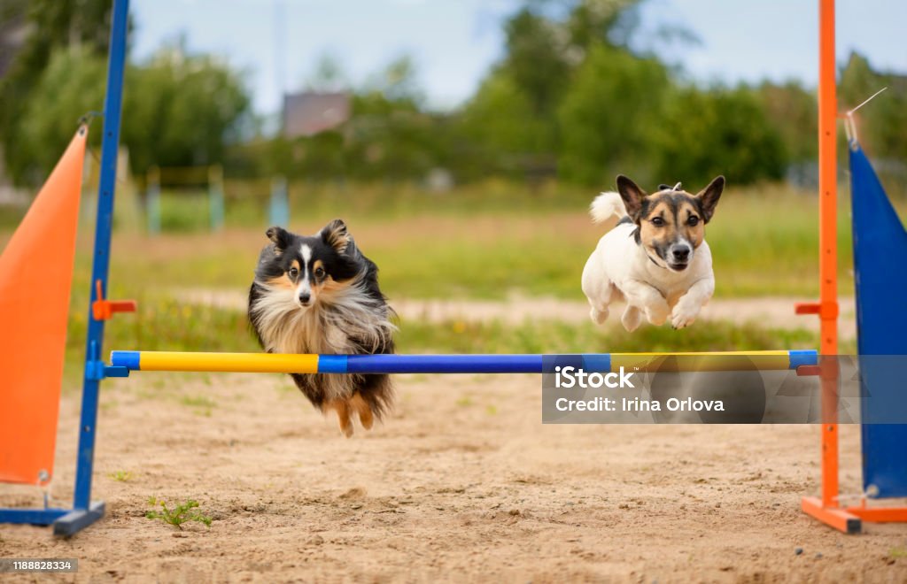 Two dogs are on the agility field. Dog Stock Photo