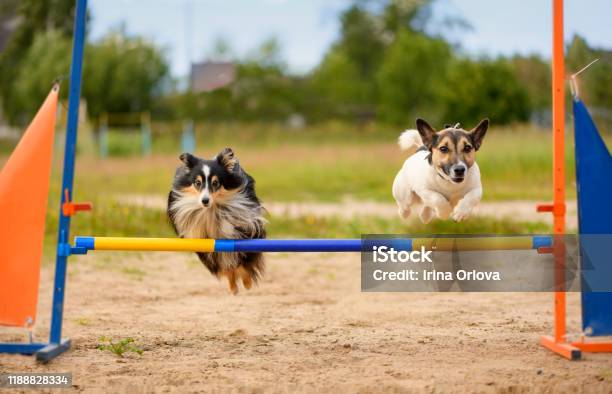 Two Dogs Are On The Agility Field Stock Photo - Download Image Now - Dog, Obedience Training, Sports Training
