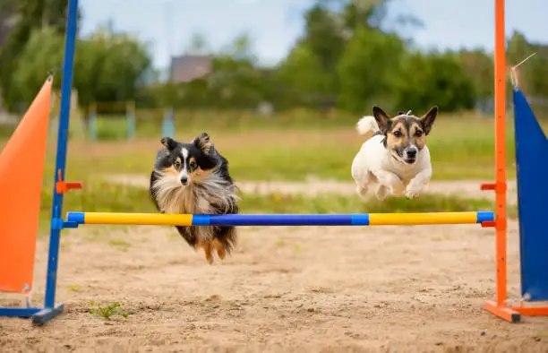 Two dogs are on the agility field.