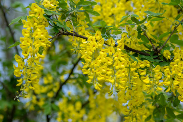 180+ Bright Yellow Laburnum Flowers Against Sky Golden Chain Tree Image  Stock Photos, Pictures & Royalty-Free Images - iStock