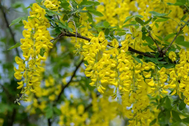 Laburnum anagyroides ornamental shrub branches in bloom against blue sky, flowering small tree with bright yellow flowers