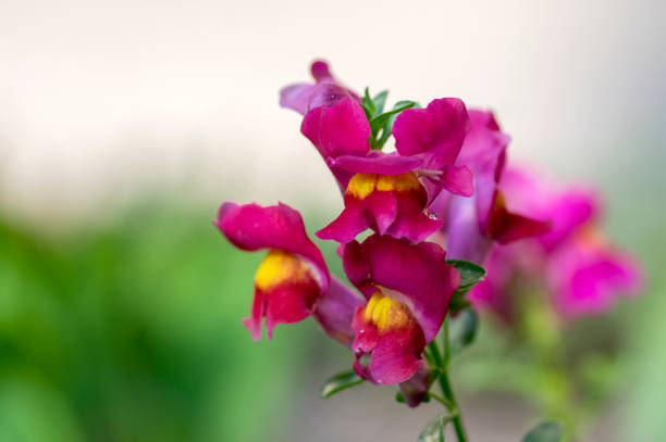 Antirrhinum majus, common snapdragon in bloom, dark purple flowers