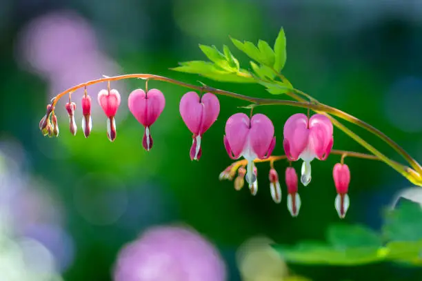Dicentra spectabilis pink bleeding hearts on the branch, flowering plant in springtime garden, romantic scene with sunlight reflections on background