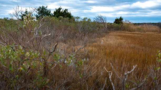 istock Natural scenery of coastal swamp 1188829241