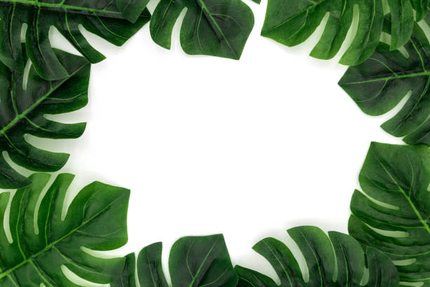 istock Monstera Tropical palm leaves on white background 1188830657