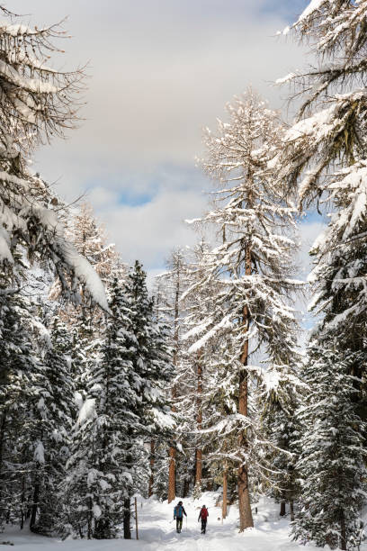 due escursionisti nella foresta innevata coperta - engadine foto e immagini stock