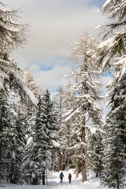 Hiking In Snowy Covered Forest