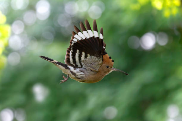 istock The hoopoe bird in flight (Upupa epops) 1188833251