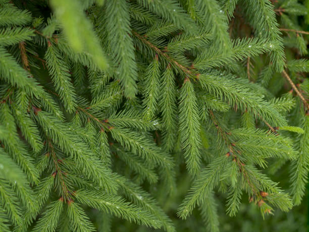 istock Background of fresh young spruce branches, natural light 1188833967