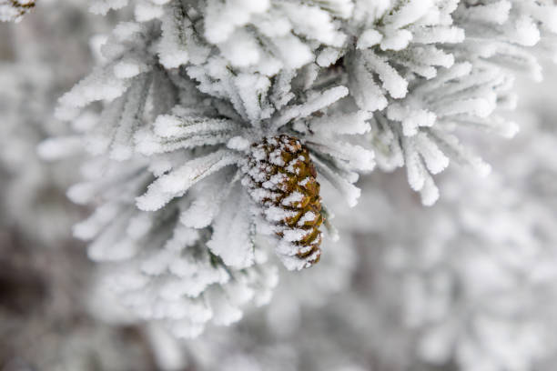 istock Pineapple on snow and ice covered tree branch 1188837961