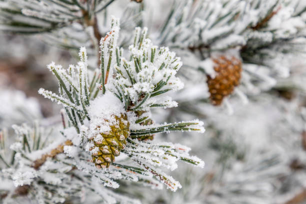 istock Pineapple on snow and ice covered tree branch 1188838108