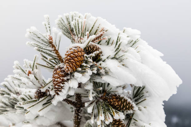 istock Pineapple on snow and ice covered tree branch 1188838183