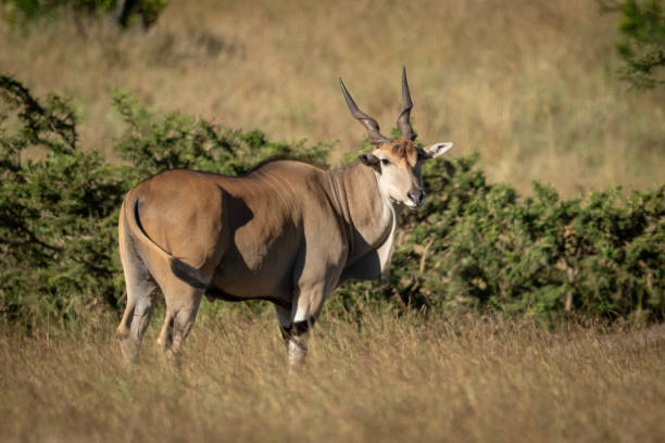 eland se tient tournant la tête dans l'herbe longue - eland photos et images de collection