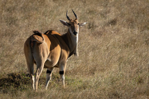 istock Eland stands eyeing camera in short grass 1188840896