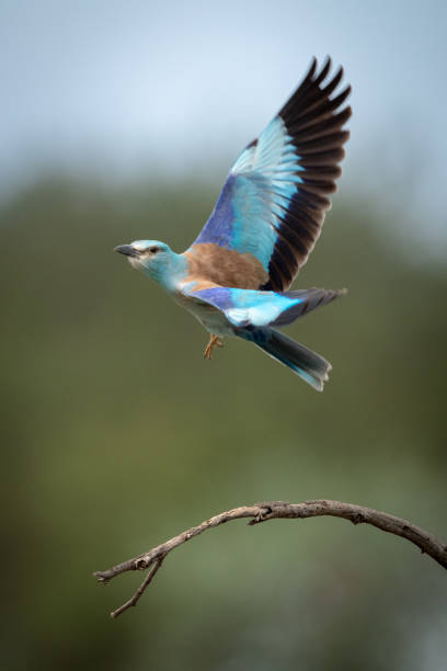 istock European roller takes off from dead branch 1188840950