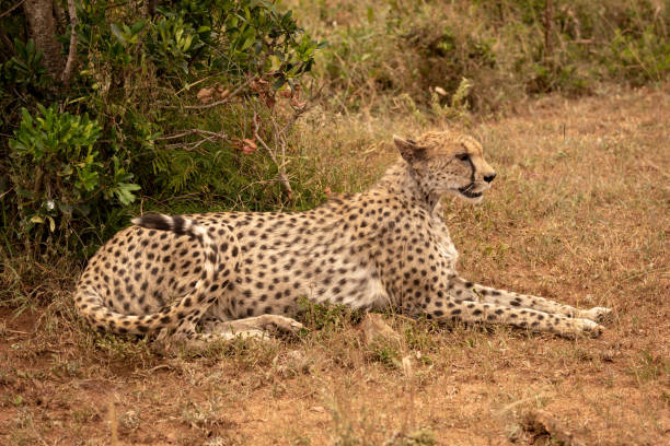 istock Female cheetah lies curling tail by bush 1188841118