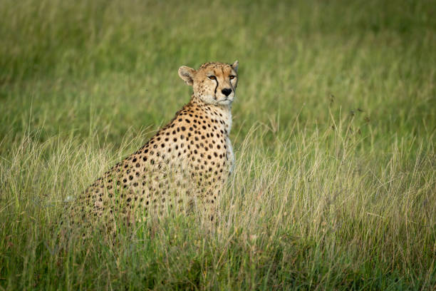 istock Female cheetah sits in grassland turning head 1188841235