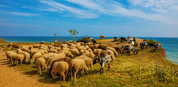 Sheep in the countryside in Alvor Portugal in late summer sun