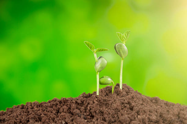 istock bussiness growth sequence:new life growing in spring 1188842039