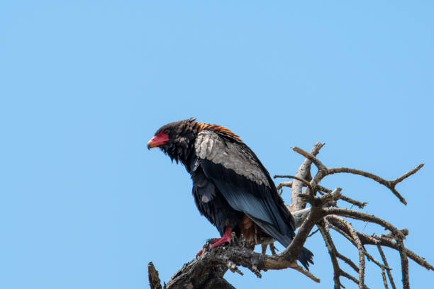 istock Bateleur eagle perched on a branch, Tanzania 1188842788