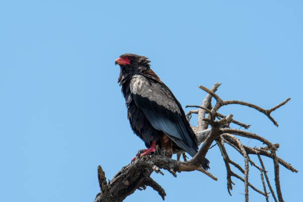 istock Bateleur eagle perched on a branch, Tanzania 1188842810