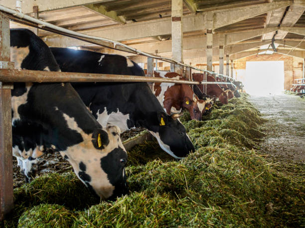 kühe fressen gras im stall. ein bauernhof, auf dem rinder gezüchtet werden. rindermast zur milch- und fleischerzeugung. - boat horn stock-fotos und bilder