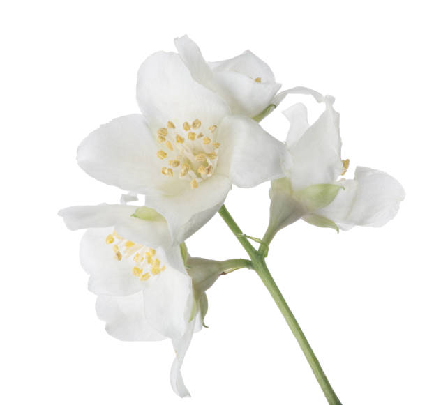istock jasmine isolated branch with five large blooms 1188846878