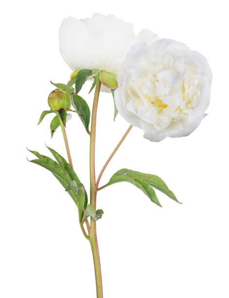 istock isolated large white peony with two blooms 1188846928