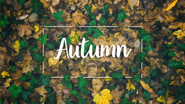 istock Top view of colorful autumn leaves fall background frame 1188852489