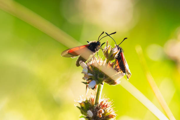 istock Macro of bugs on flower in meadow 1188852712