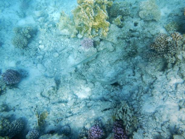 istock Underwater world with corals and tropical fish 1188853394