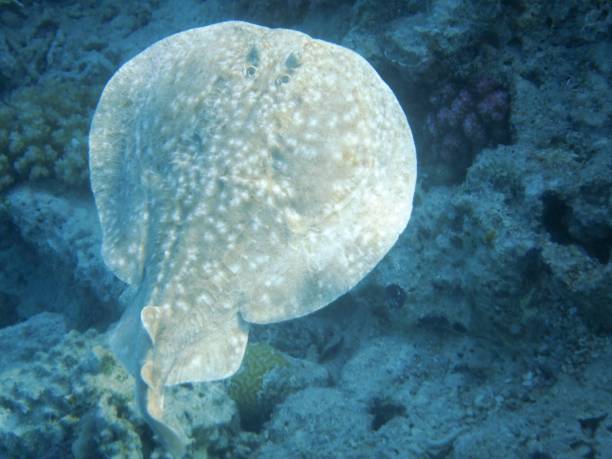 istock Underwater world with corals and tropical fish 1188853526