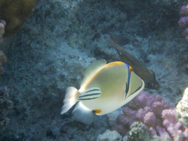 istock Underwater world with corals and tropical fish 1188853556