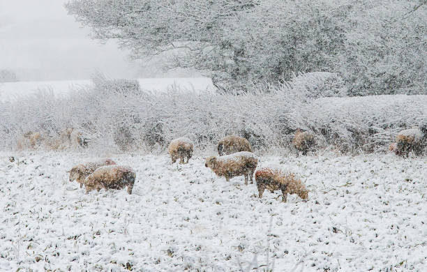 istock sheep in a field in the falling snow 1188854971