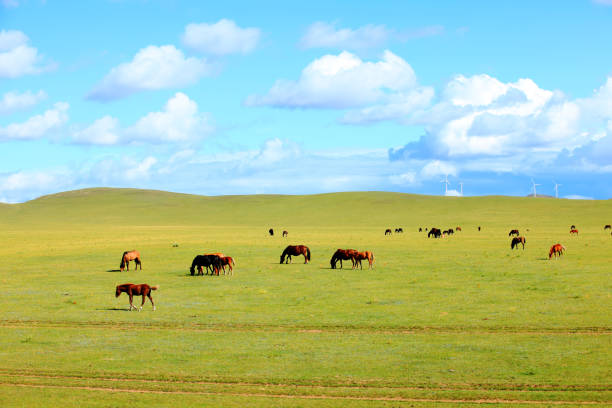 istock Horses and wind turbines in the grasslands 1188855693