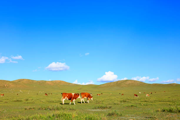 istock A few cows grazing on the slopes 1188856287