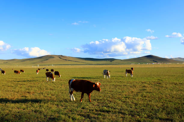 istock A few cows grazing on the slopes 1188856288