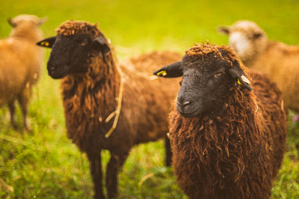 istock Brown wool , black-faced sheep grazing on a meadow in a herd. Farm with sheep concept 1188856462