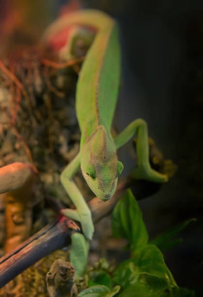 istock green chameleon creeping on a branch 1188856563