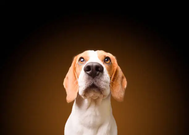 Beautiful beagle dog isolated on black background. Studio shoot. looking up, headshoot portrait.